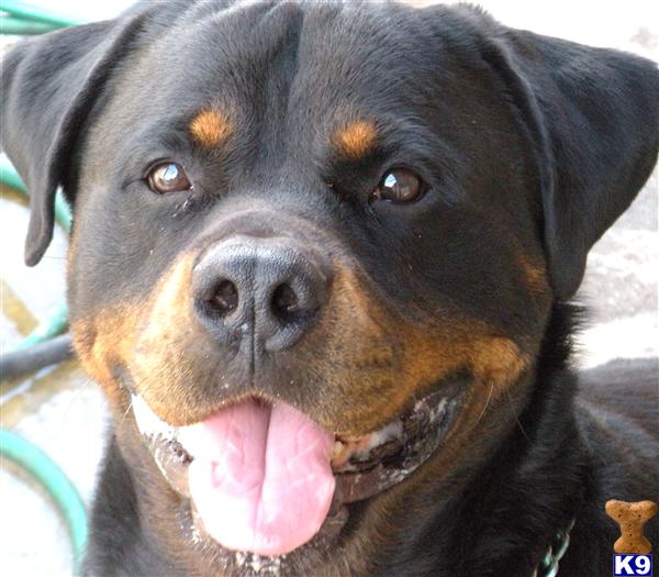 Rottweiler Puppies in FL